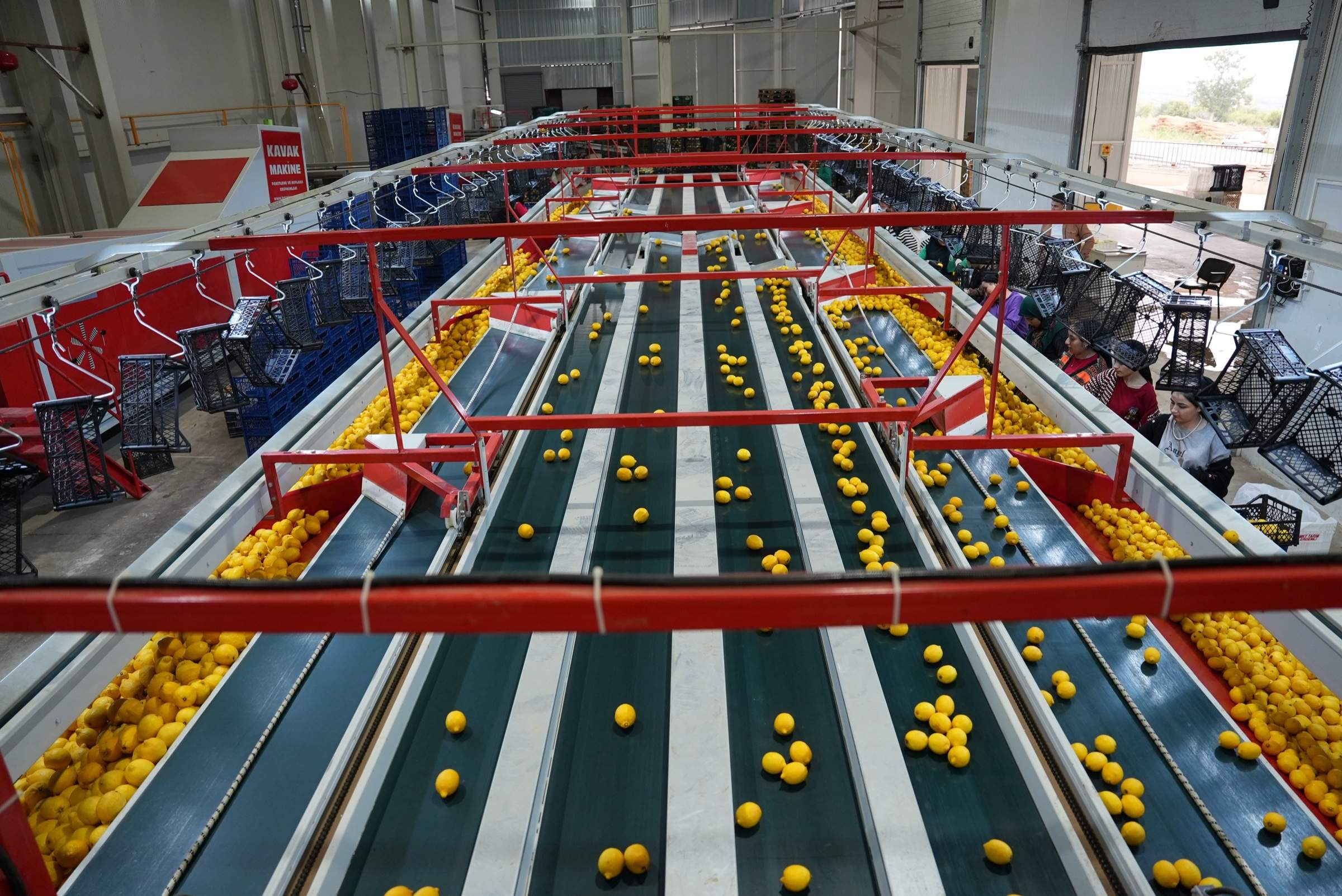 Paketleme hattında boylanıp seçilen limonlar